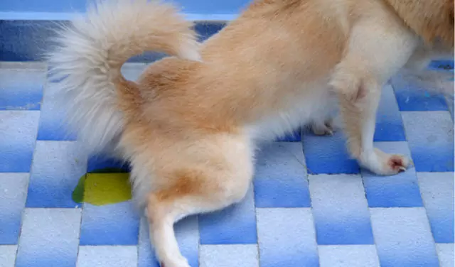 Czy psy mogą zachorować na infekcje dróg moczowych?