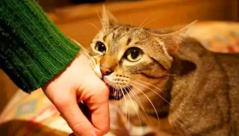 Dlaczego koty cię gryzą?