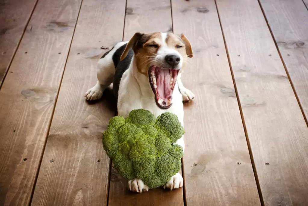 Czy brokuły są dobre dla psów? Brokuły są dobre, ale nie wszystkie są dobre i nie szkodzą