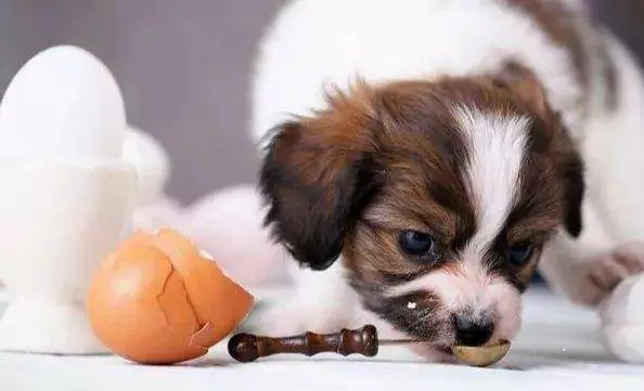Czy psy mogą jeść surowe jajka? Co się dzieje z psami, gdy jedzą surowe jajka?