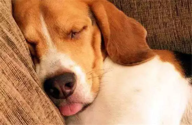 Czy psy miewają koszmary? Czy sny psów są podobne do ludzkich?