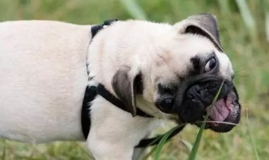 Czy psy mogą jeść trawę?