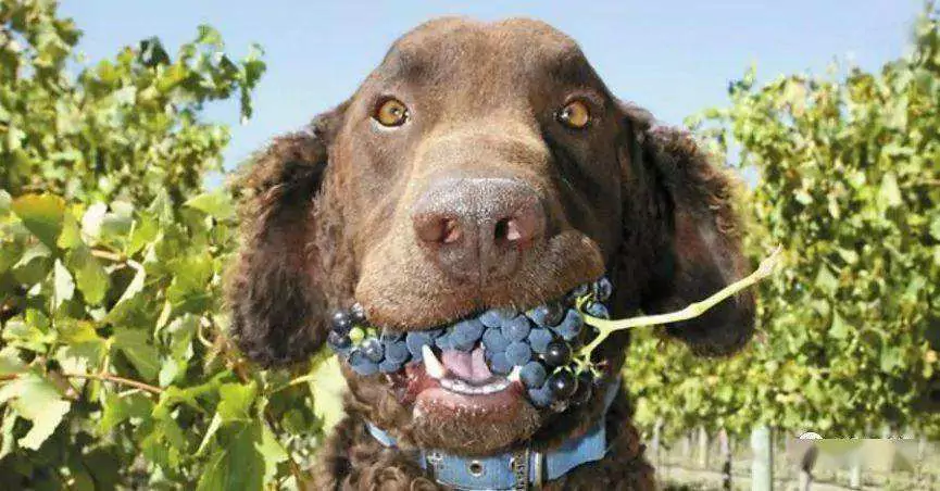 Czy psy mogą jeść winogrona? Objawy zatrucia u psów po zjedzeniu winogron