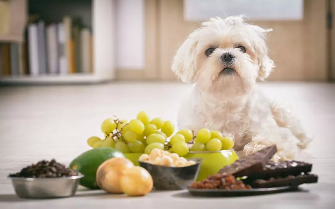 Dlaczego psy nie mogą jeść winogron? Czy psy mogą jeść winogrona, czy nie?