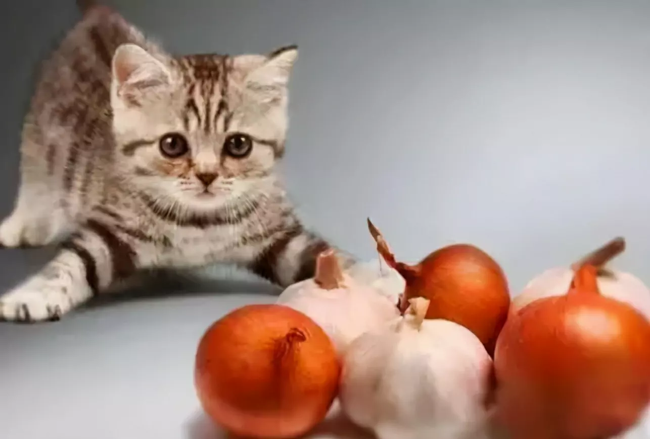 Czy koty mogą jeść czosnek? Dlaczego koty nie mogą jeść cebuli i czosnku?