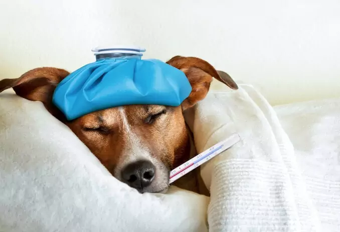 Jak rozpoznać, że Twój pies ma gorączkę? Przyczyny gorączki u psów