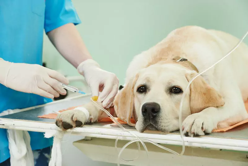 Czy psy mogą mieć udar mózgu? Co jest przyczyną udaru u psa?