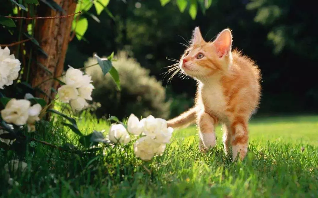 Czy róże są trujące dla kotów? Czy koty mogą być uczulone na róże?