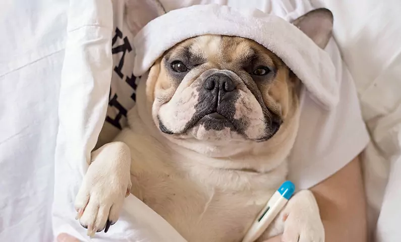 Czy psy mogą zachorować na grypę? W jaki sposób może rozprzestrzeniać się grypa u psów?
