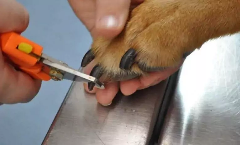 Jak często należy przycinać paznokcie u psa?