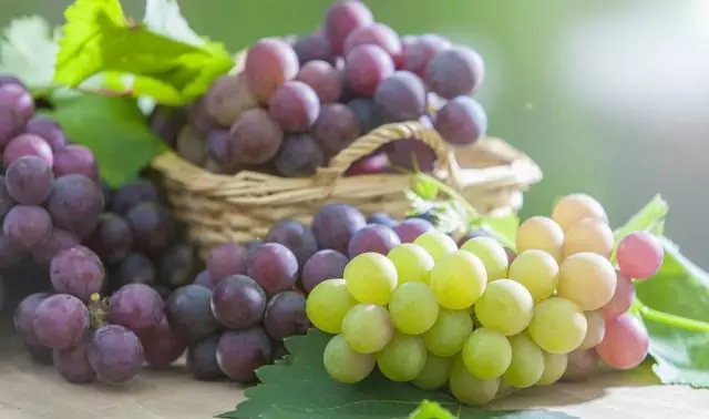 Czy winogrona są szkodliwe dla psów?