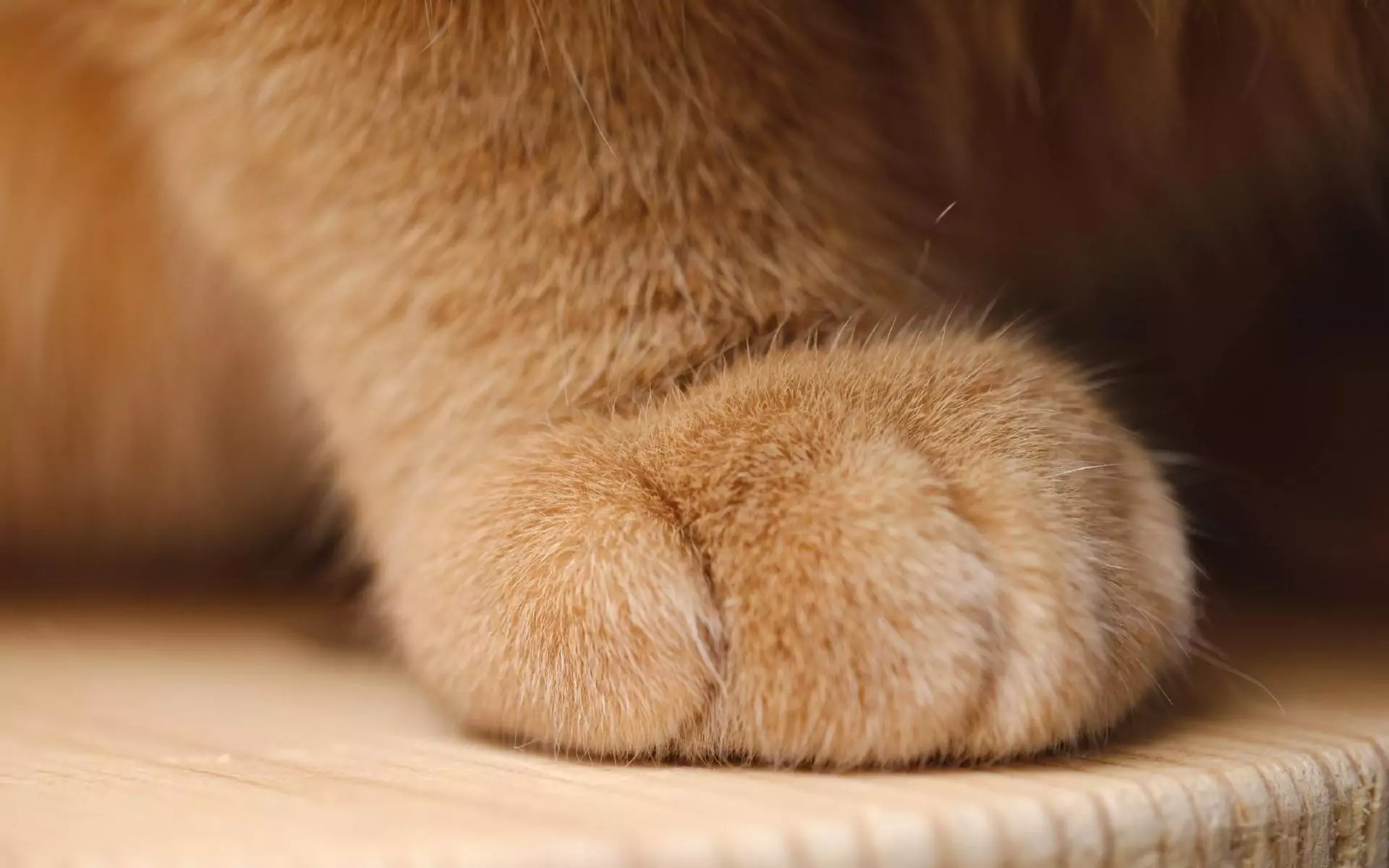 Ile palców u nóg ma kot?