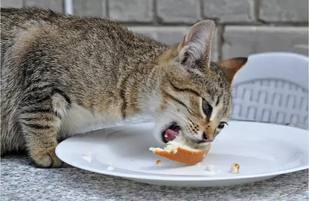 Czy koty mogą jeść chleb? Dlaczego koty uwielbiają chleb?