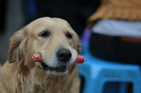 Czy psy mogą jeść szynkę? Czy można jeść wszystkie rodzaje golonek?