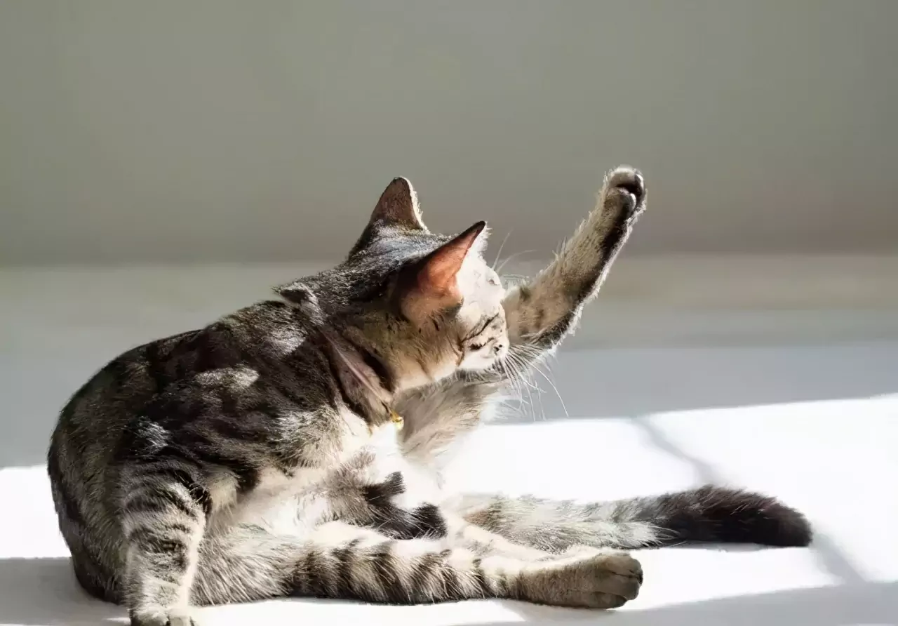 Dlaczego mój kot ma biegunkę? Co to jest biegunka u kota?