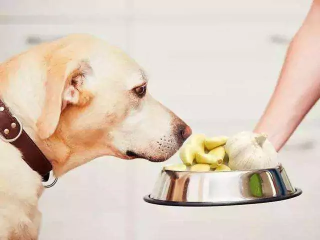 Czy psy mogą jeść czosnek? Jakie są objawy zjedzenia czosnku przez psa?