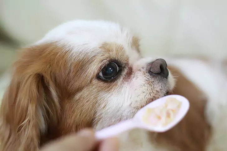 Czy psy mogą jeść płatki owsiane? Korzyści płynące z jedzenia płatków owsianych dla psów
