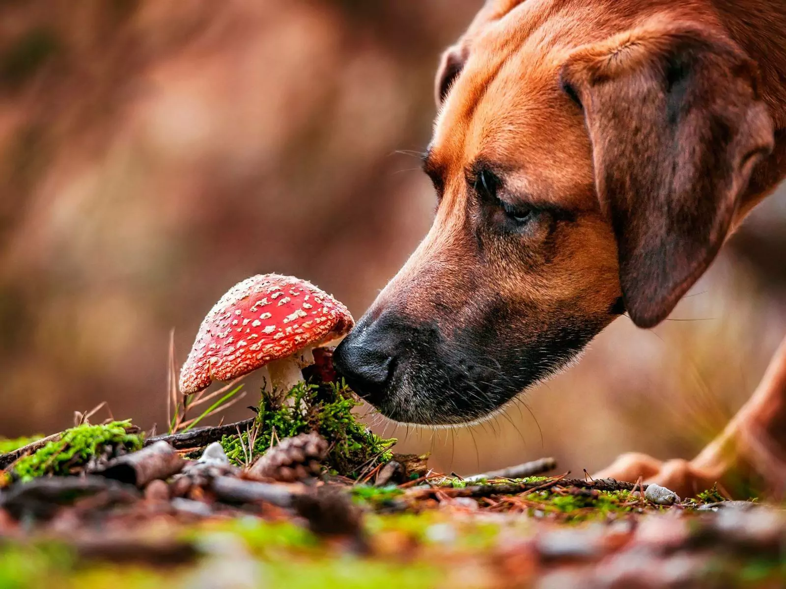 Czy psy mogą jeść grzyby? Jakie są wartości odżywcze podawania grzybów psom?
