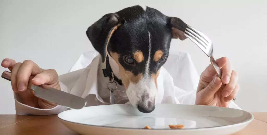 Czy psy mogą jeść ziemniaki? Jakie są zalety ziemniaków dla psów? Czy psy mogą jeść tłuczone ziemniaki?