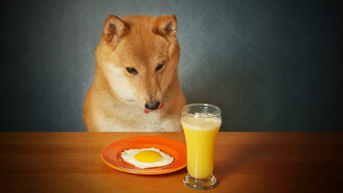 Czy psy mogą pić sok pomarańczowy?