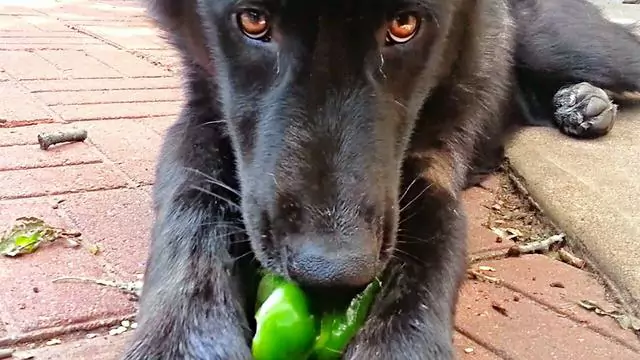 Czy psy mogą jeść zieloną paprykę? Jak postępować, gdy pies zje zieloną paprykę?