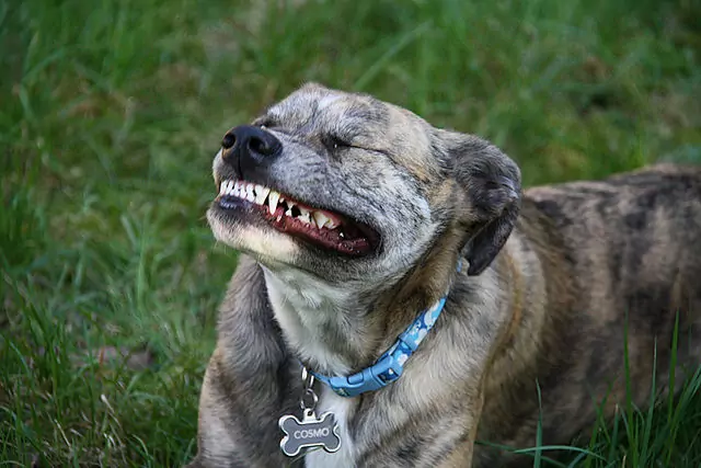 Czy psy tracą zęby?