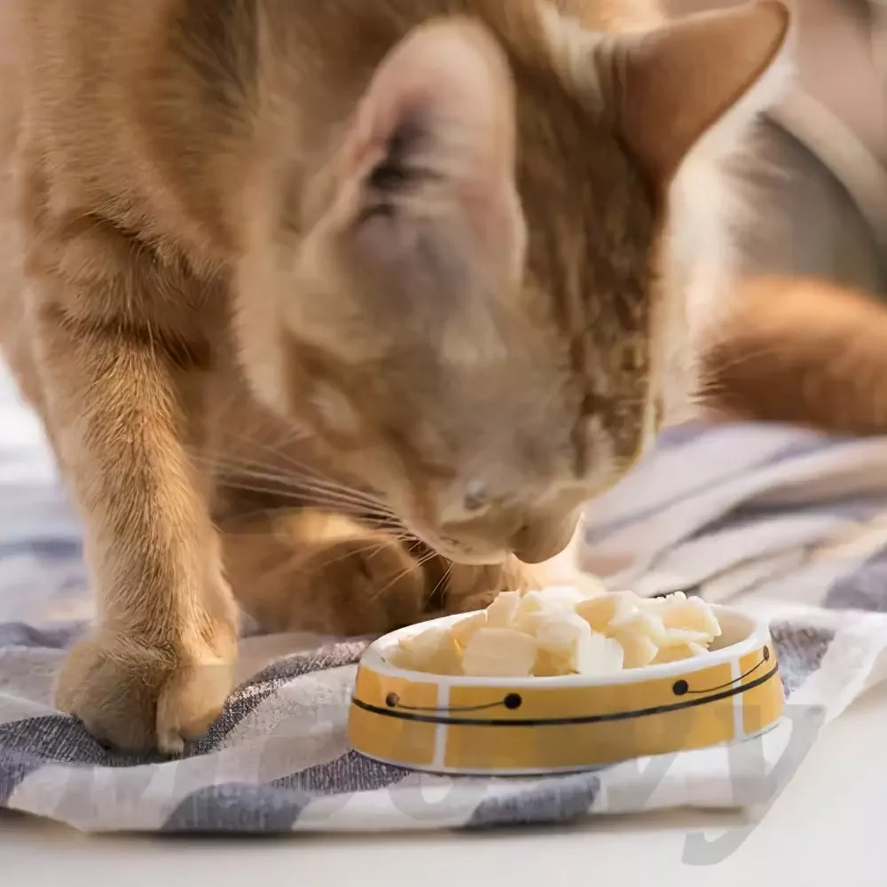 Czy koty mogą jeść ser? Czy kocięta mogą jeść paluszki serowe?