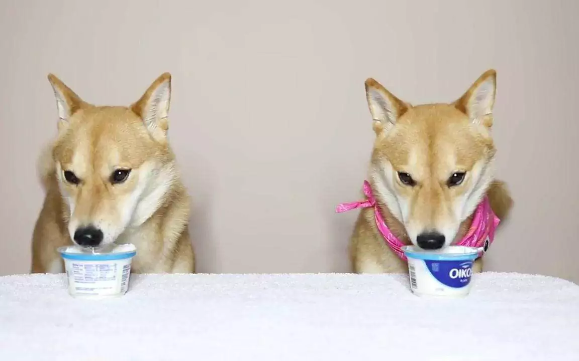 Czy psy mogą jeść jogurt? Jakie są zalety jogurtu dla psów?