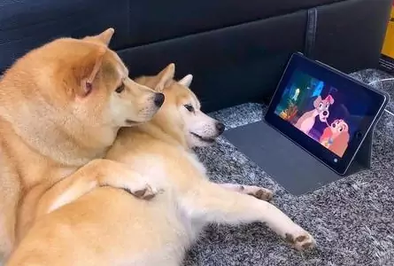 Czy psy mogą oglądać telewizję? Co psy oglądają w telewizji?