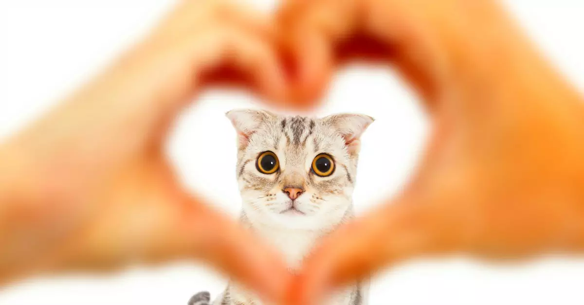 Czy koty kochają swoich właścicieli? Jak koty cię kochają
