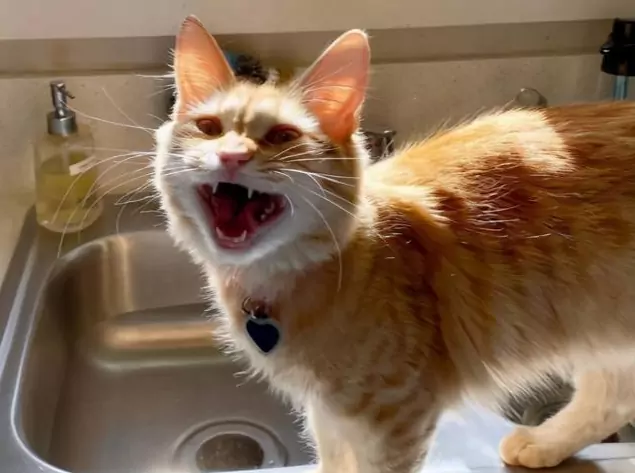 Dlaczego koty wydają syczące dźwięki? Skąd się bierze syczący odgłos u kotów