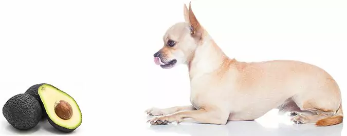 Czy psy mogą jeść awokado? Co to jest awokado?