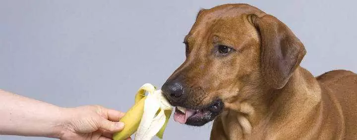 Czy psy mogą jeść banany? Jakie są korzyści z bananów dla psów?
