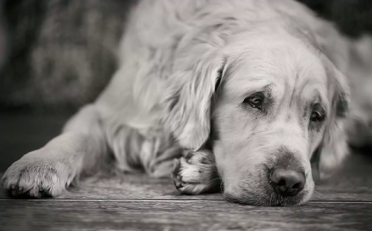 Czy psy mogą mieć depresję?