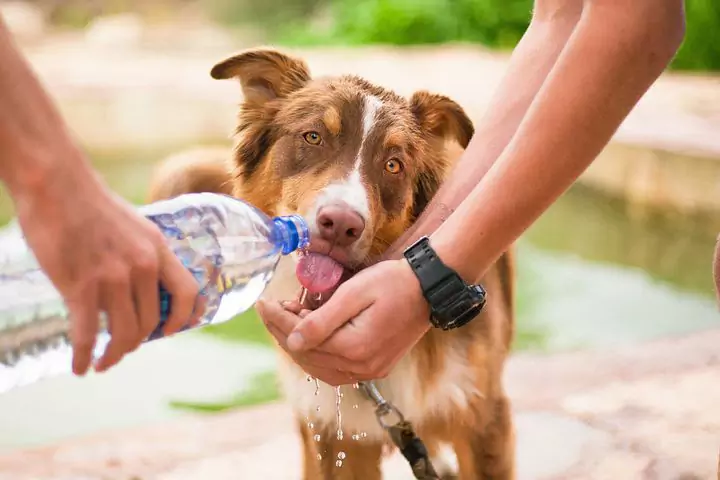 Ile wody powinien pić pies?