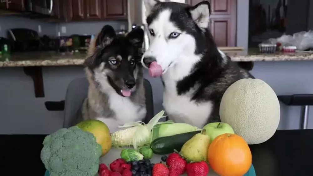 Czy psy mogą jeść warzywa? Jakie warzywa uwielbiają jeść psy?