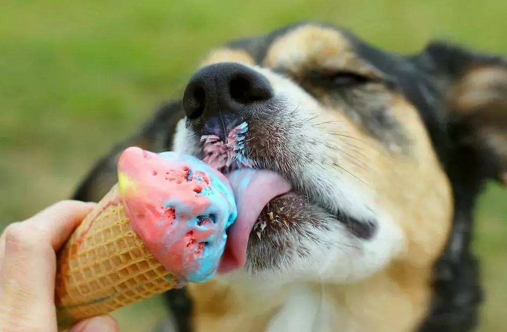 Czy psy mogą jeść lody? Potencjalne problemy zdrowotne związane z lodami dla psów
