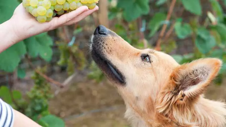 Czy psy mogą jeść rodzynki? Toksyczność winogron, objawy zatrucia u psów