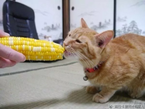 Czy koty mogą jeść kukurydzę? Porady dotyczące hodowli kotów