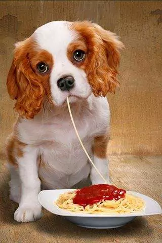 Czy psy mogą jeść spaghetti? Jakie są szkodliwe skutki długotrwałego jedzenia spaghetti przez psy?