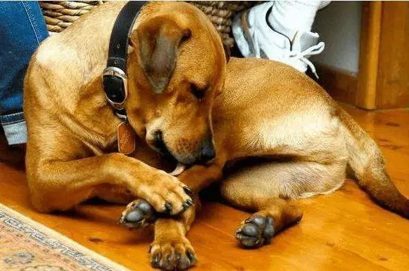 Dlaczego psy liżą łapy? Jak leczyć lizanie łap u psów?