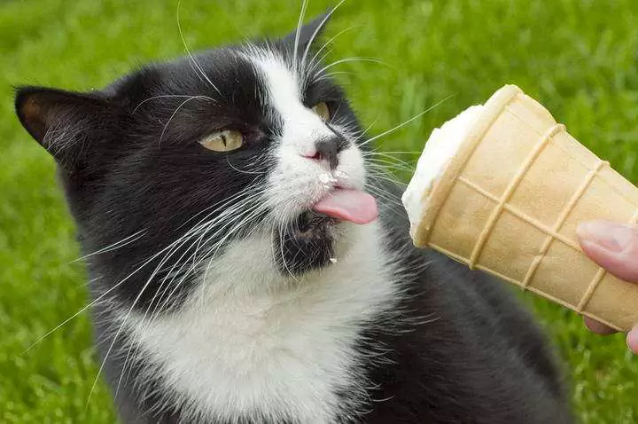 Czy koty mogą jeść lody? Czy koty mogą jeść jogurt?