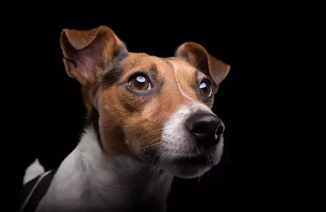 Jakie kolory widzą psy? Jakie są różnice między strukturami wzrokowymi psów i ludzi?