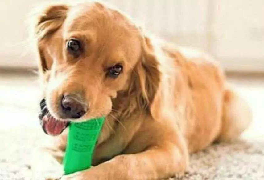 Jak czyścić jamę ustną psa w domu? Porady, jak usunąć zapach z pyska psa