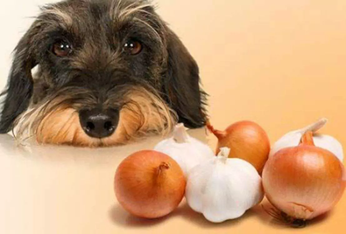 Czy psy mogą jeść cebulę? Dlaczego cebula jest toksyczna dla psów?
