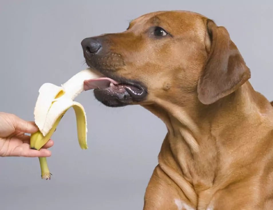 Jakie owoce mogą jeść psy? Wady i zalety podawania owoców psom oraz środki ostrożności