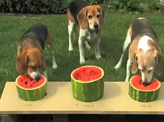 Czy psy mogą jeść arbuza? Jakie są korzyści z arbuza dla psów?