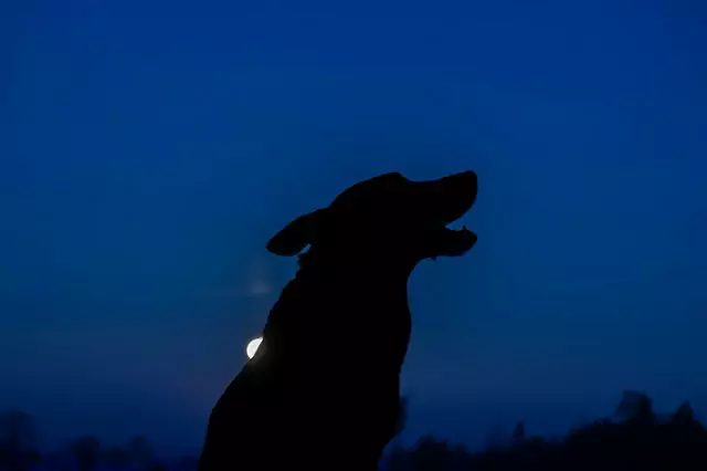 Co widzą psy w nocy?