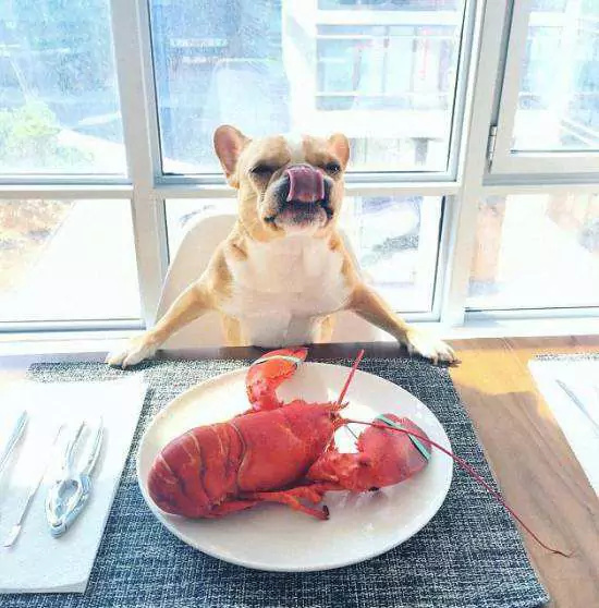 Czy psy mogą jeść homary? Środki ostrożności przy karmieniu psów