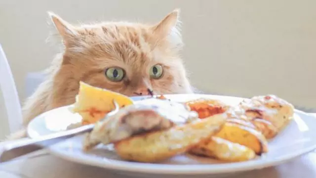 Czy koty mogą jeść kurczaka? Wartości odżywcze każdej części kurczaka